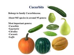 Attēlu rezultāti vaicājumam “Cucurbitaceae”