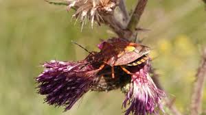 Attēlu rezultāti vaicājumam “Carpocoris purpureipennis”