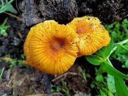 Attēlu rezultāti vaicājumam “Xeromphalina campanella”