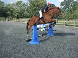 Image result for South Weylands Equestrian