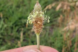 Attēlu rezultāti vaicājumam “Plantago lanceolata bud”