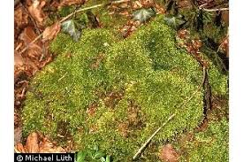 Attēlu rezultāti vaicājumam “Mnium hornum”