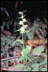 Attēlu rezultāti vaicājumam “Epipactis helleborine flower”