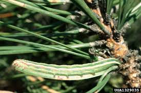 Attēlu rezultāti vaicājumam “Panolis flammea”