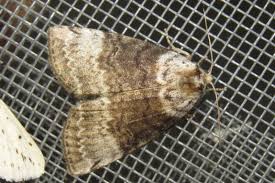 Attēlu rezultāti vaicājumam “Tetheella fluctuosa”