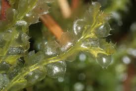 Attēlu rezultāti vaicājumam “Lophocolea bidentata”