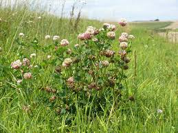 Attēlu rezultāti vaicājumam “Trifolium hybridum”