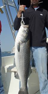 Image result for Morone saxatilis