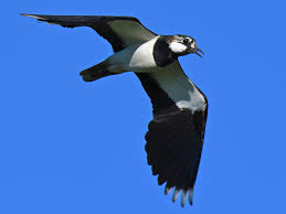 Attēlu rezultāti vaicājumam “Vanellus vanellus adult”