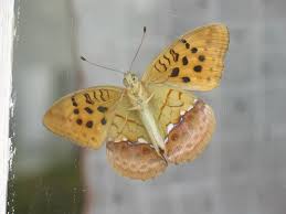 Attēlu rezultāti vaicājumam “Argynnis laodice female”