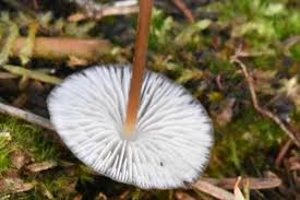 Attēlu rezultāti vaicājumam “Strobilurus esculentus”