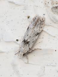 Attēlu rezultāti vaicājumam “Carpatolechia alburnella”