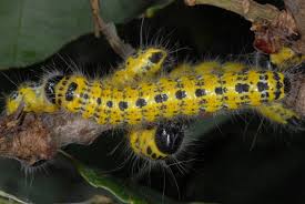 Attēlu rezultāti vaicājumam “Phalera bucephala larva”