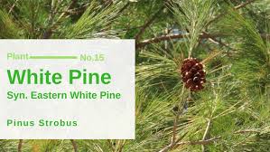 Attēlu rezultāti vaicājumam “Pinus strobus fruit”
