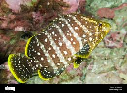 Image result for Dermatolepis inermis