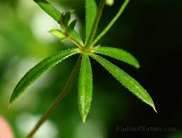 Attēlu rezultāti vaicājumam “Galium uliginosum”