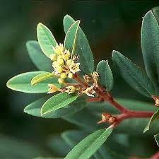 Attēlu rezultāti vaicājumam “Frangula alnus flower”
