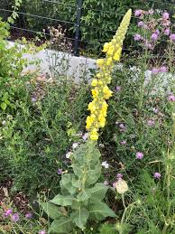 Attēlu rezultāti vaicājumam “Verbascum densiflorum”