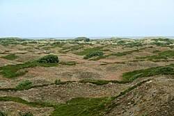 Attēlu rezultāti vaicājumam “Agrotis ripae larva”