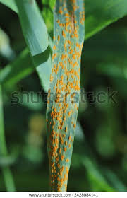 Attēlu rezultāti vaicājumam “Puccinia agrostidis”