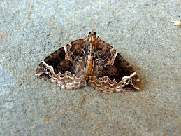 Attēlu rezultāti vaicājumam “Eulithis prunata”