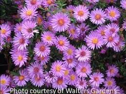 Image result for Aster novi-belgii