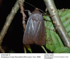 Attēlu rezultāti vaicājumam “Amphipyra livida”