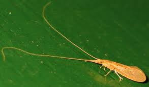 Attēlu rezultāti vaicājumam “Oecetis ochracea”