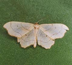 Attēlu rezultāti vaicājumam “Idaea emarginata”