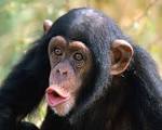 Overimitation in Children and Chimps - Comparative Psychology of ...