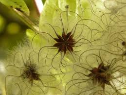 Attēlu rezultāti vaicājumam “Clematis fruit”