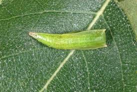 Attēlu rezultāti vaicājumam “Cyclophora albipunctata”