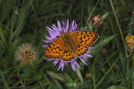 Attēlu rezultāti vaicājumam “Argynnis aglaja underside”