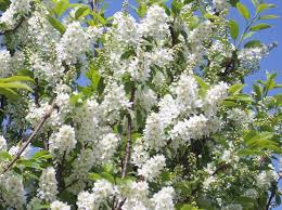 Attēlu rezultāti vaicājumam “Prunus (bird-cherry tree)”