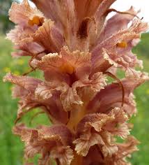 Attēlu rezultāti vaicājumam “Orobanche elatior flower”