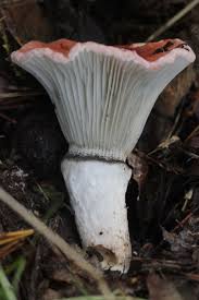 Attēlu rezultāti vaicājumam “Gomphidius roseus”