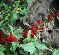 Attēlu rezultāti vaicājumam “Chenopodium foliosum fruit”
