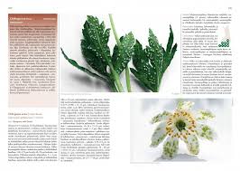 Attēlu rezultāti vaicājumam “Ochropsora ariae”