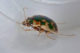 Attēlu rezultāti vaicājumam “Omophron limbatum”