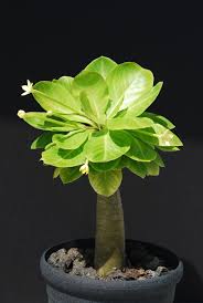 Attēlu rezultāti vaicājumam “Campanulaceae”