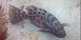 Image result for Mycteroperca bonaci