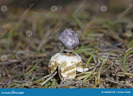 Attēlu rezultāti vaicājumam “Geastrum quadrifidum”