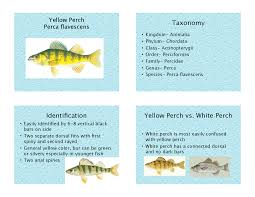 Image result for Perca flavescens