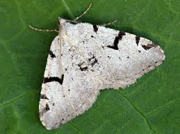 Attēlu rezultāti vaicājumam “Macaria wauaria”