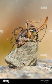 Attēlu rezultāti vaicājumam “Nematomorpha”