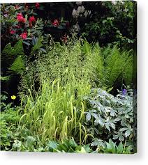 Attēlu rezultāti vaicājumam “Milium effusum flower”