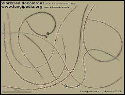 Attēlu rezultāti vaicājumam “Vibrissea decolorans”