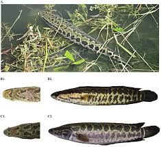 Image result for Channa argus