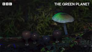 Attēlu rezultāti vaicājumam “fungi”