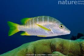 Image result for Lutjanus apodus